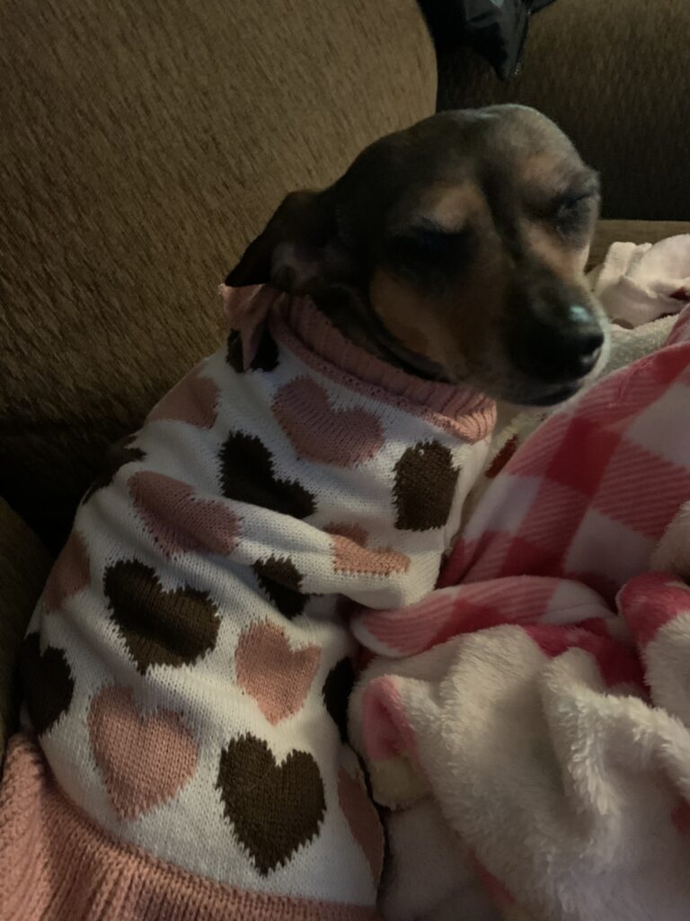 Sadie the chiweenie in heart sweater.