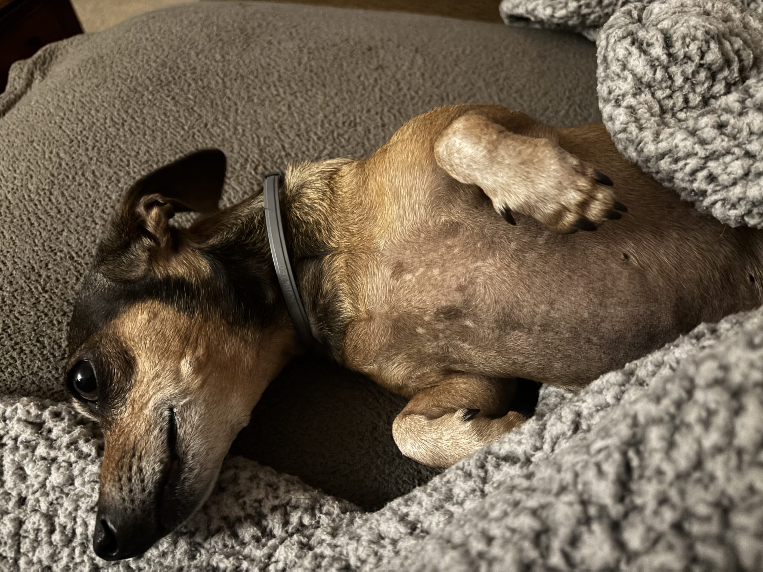 “We need your loyalty,” – folks who will fire you at the drop of a hat.