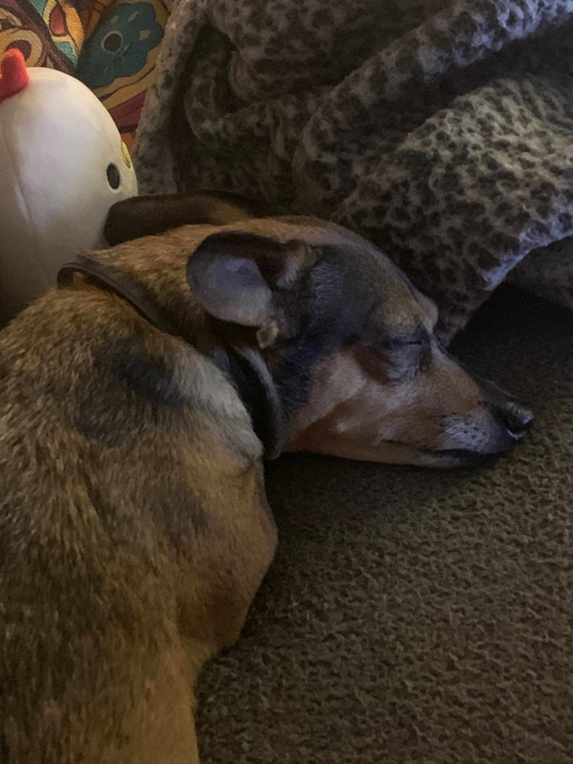 “Forgiveness” and Survival. (A quick rant).