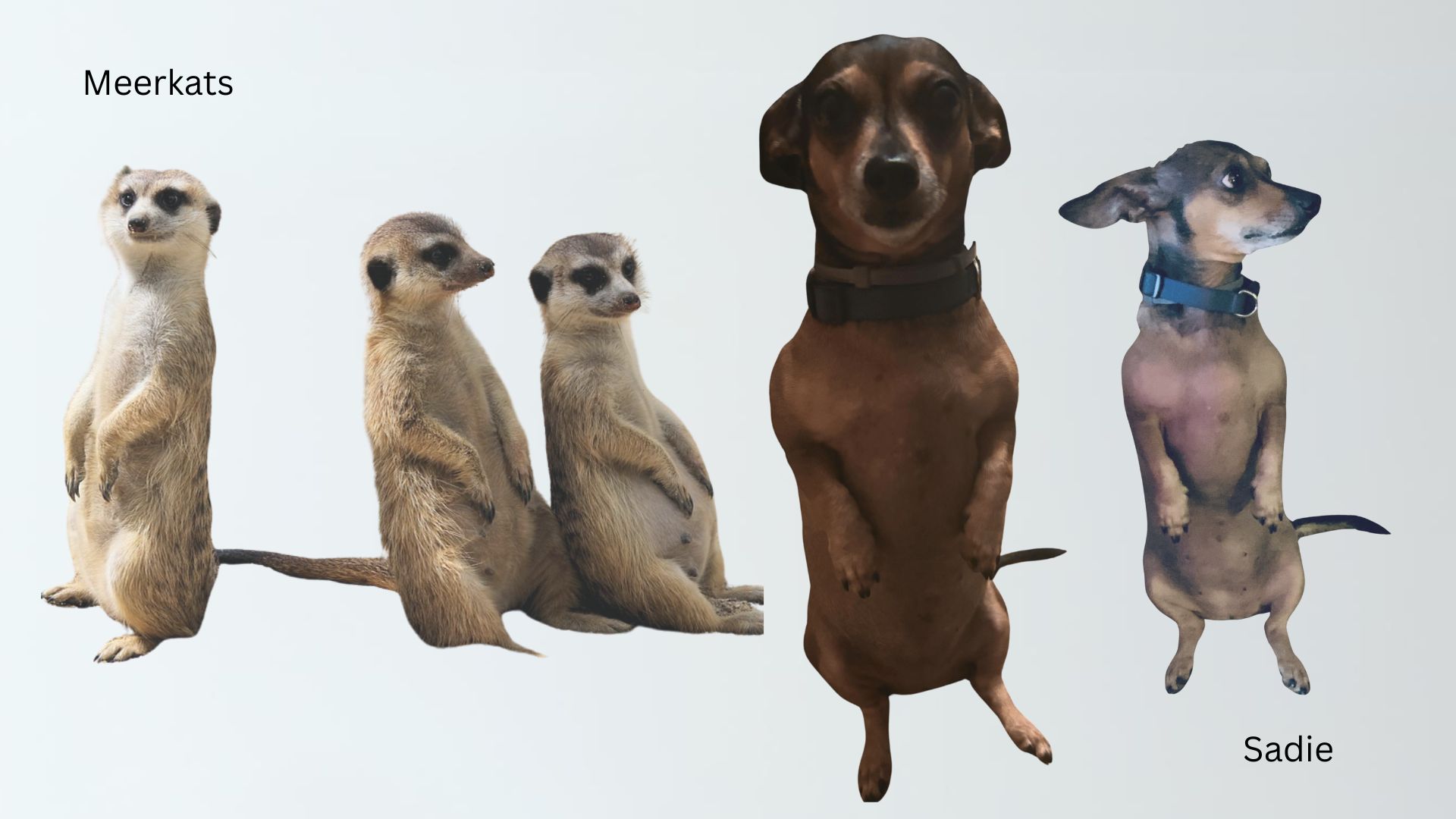 Africa. Music. Robin Williams.